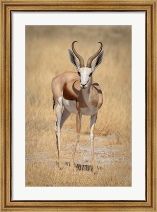 Framed Front view of standing springbok, Etosha National Park, Namibia, Africa Print