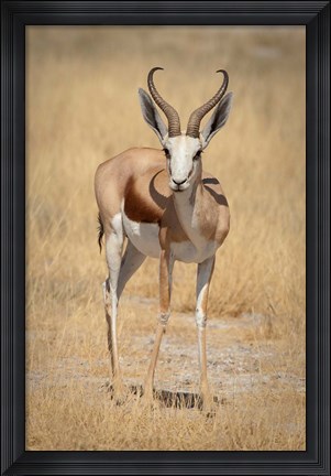 Framed Front view of standing springbok, Etosha National Park, Namibia, Africa Print