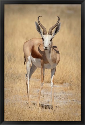 Framed Front view of standing springbok, Etosha National Park, Namibia, Africa Print