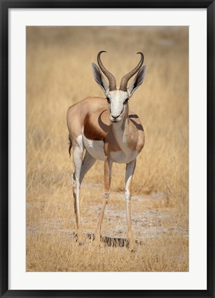 Framed Front view of standing springbok, Etosha National Park, Namibia, Africa Print