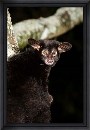 Framed Galago Bushbaby primate, Masai Mara, Kenya Print