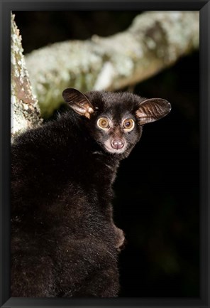 Framed Galago Bushbaby primate, Masai Mara, Kenya Print