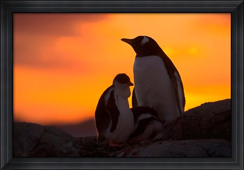Framed Gentoo Penguins Silhouetted at Sunset on Petermann Island, Antarctic Peninsula Print