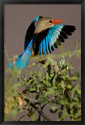Framed Grey-headed Kingfisher, Masai Mara GR, Kenya Print