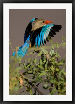 Framed Grey-headed Kingfisher, Masai Mara GR, Kenya Print