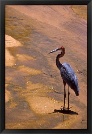 Framed Buffalo Springs National Reserve, Goliath Heron, Kenya Print