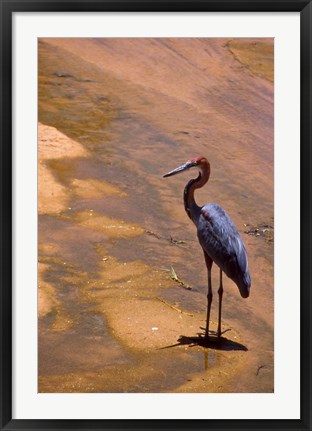 Framed Buffalo Springs National Reserve, Goliath Heron, Kenya Print