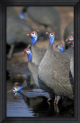 Framed Flock of Helmeted Guineafowl, Savuti Marsh, Chobe National Park, Botswana Print
