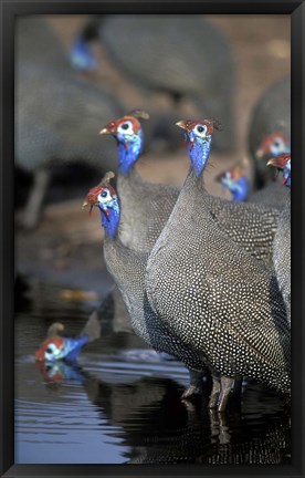 Framed Flock of Helmeted Guineafowl, Savuti Marsh, Chobe National Park, Botswana Print