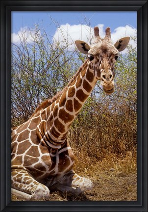 Framed Giraffe lying down, Loisaba Wilderness, Laikipia Plateau, Kenya Print