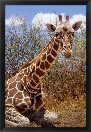 Framed Giraffe lying down, Loisaba Wilderness, Laikipia Plateau, Kenya Print