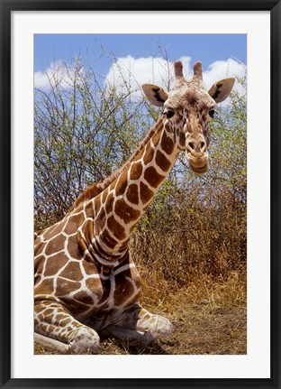 Framed Giraffe lying down, Loisaba Wilderness, Laikipia Plateau, Kenya Print