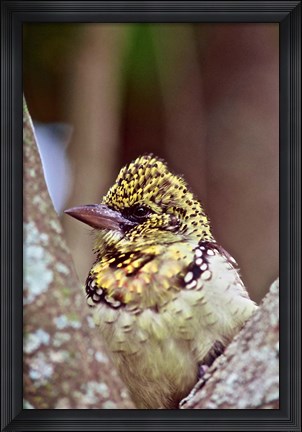 Framed D&#39;Arnaud&#39;s Barbet, Tanzania Print