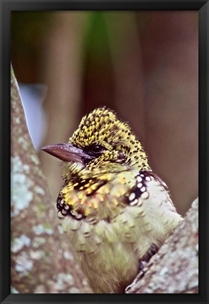 Framed D&#39;Arnaud&#39;s Barbet, Tanzania Print