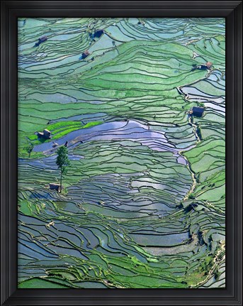Framed Flooded Tiger&#39;s Mouth Terraces, Yuanyang, Yunnan, China Print