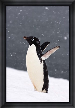 Framed Adelie Penguin in Falling Snow, Western Antarctic Peninsula, Antarctica Print