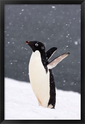 Framed Adelie Penguin in Falling Snow, Western Antarctic Peninsula, Antarctica Print