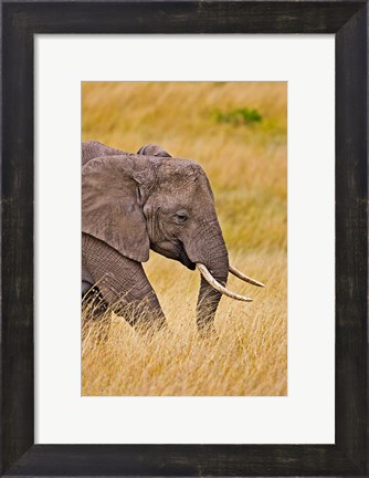 Framed African Elephant Grazing, Maasai Mara, Kenya Print