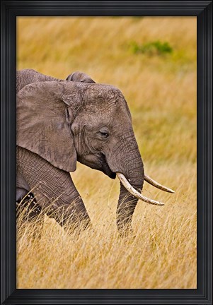 Framed African Elephant Grazing, Maasai Mara, Kenya Print