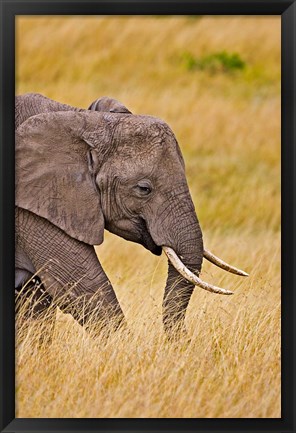 Framed African Elephant Grazing, Maasai Mara, Kenya Print