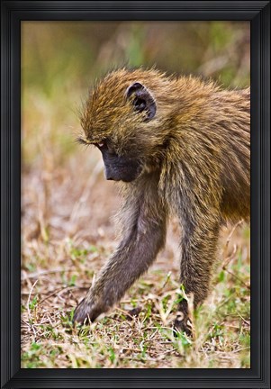 Framed Baboons Hanging Around, Maasai Mara, Kenya Print