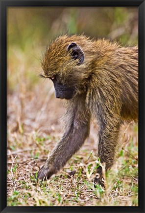 Framed Baboons Hanging Around, Maasai Mara, Kenya Print