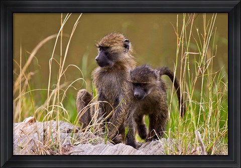 Framed Baboons in the bush in the Maasai Mara Kenya. (RF) Print