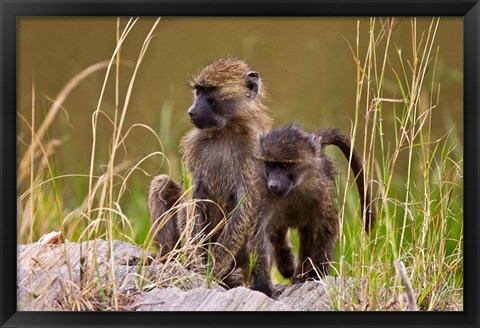 Framed Baboons in the bush in the Maasai Mara Kenya. (RF) Print