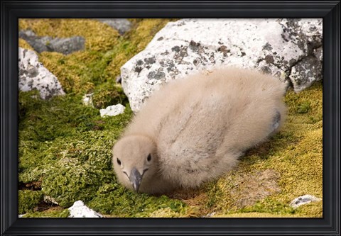 Framed Brown skua bird chick, western Antarctic Peninsula Print