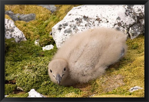 Framed Brown skua bird chick, western Antarctic Peninsula Print