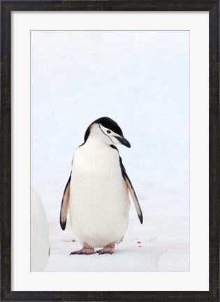 Framed Chinstrap Penguin, The South Shetland Islands, Antarctica Print