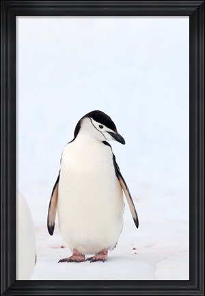 Framed Chinstrap Penguin, The South Shetland Islands, Antarctica Print