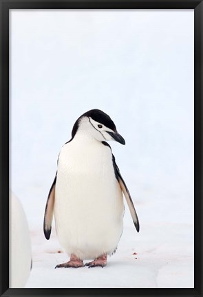 Framed Chinstrap Penguin, The South Shetland Islands, Antarctica Print