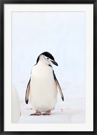 Framed Chinstrap Penguin, The South Shetland Islands, Antarctica Print