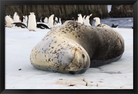 Framed Chinstrap Penguins and Leopard Seal, The South Shetland Islands, Antarctica Print