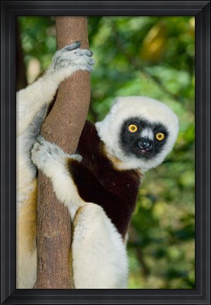 Framed Coquerels Sifaka primate, Ankarafantsika, Madagascar Print