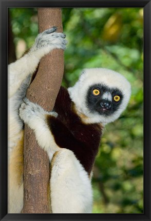 Framed Coquerels Sifaka primate, Ankarafantsika, Madagascar Print