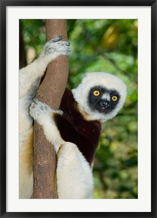 Framed Coquerels Sifaka primate, Ankarafantsika, Madagascar Print