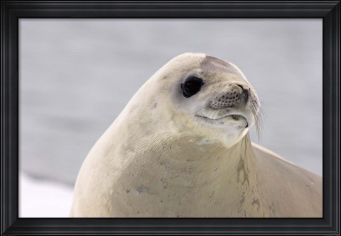 Framed Close up of Crabeater seal, Antarctica Print