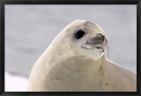 Framed Close up of Crabeater seal, Antarctica Print