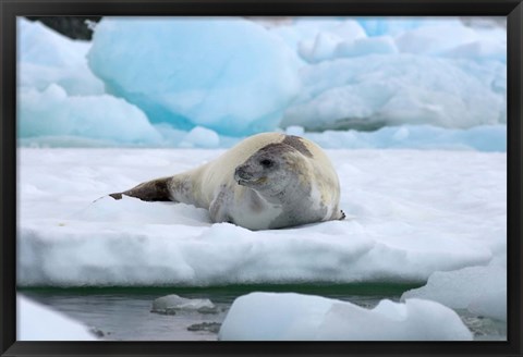 Framed Crabeater seal lying on ice, Antarctica Print