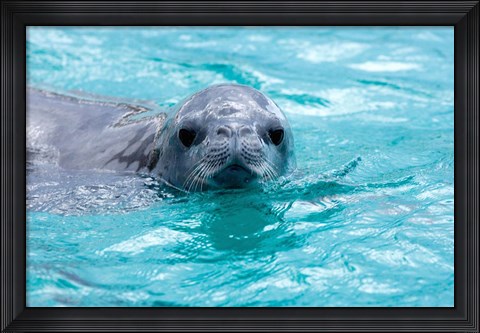 Framed Crabeater seal, western Antarctic Peninsula Print