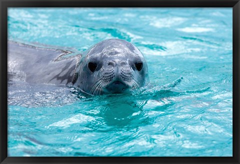 Framed Crabeater seal, western Antarctic Peninsula Print