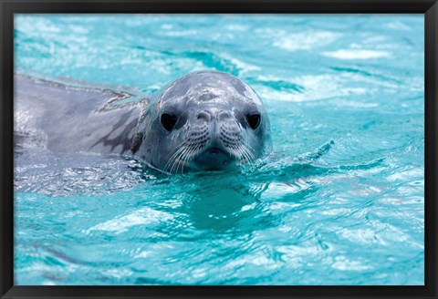 Framed Crabeater seal, western Antarctic Peninsula Print