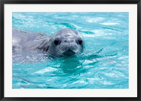 Framed Crabeater seal, western Antarctic Peninsula Print