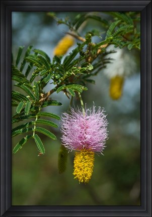 Framed Ethiopia, Arba Minch, Nech Sar, Flora Print