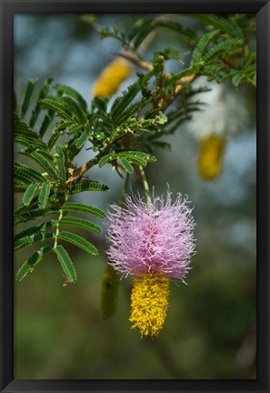 Framed Ethiopia, Arba Minch, Nech Sar, Flora Print