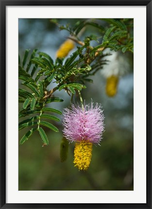 Framed Ethiopia, Arba Minch, Nech Sar, Flora Print