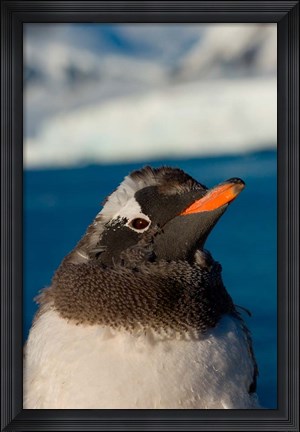 Framed Gentoo penguin chick, Western Antarctic Peninsula Print