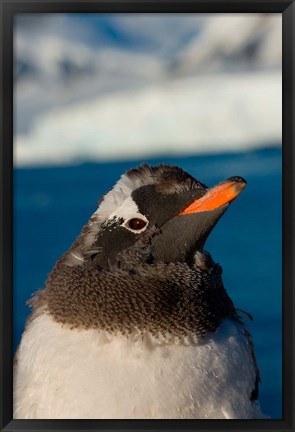 Framed Gentoo penguin chick, Western Antarctic Peninsula Print